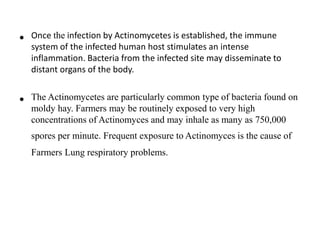• Once the infection by Actinomycetes is established, the immune
system of the infected human host stimulates an intense
inflammation. Bacteria from the infected site may disseminate to
distant organs of the body.
• The Actinomycetes are particularly common type of bacteria found on
moldy hay. Farmers may be routinely exposed to very high
concentrations of Actinomyces and may inhale as many as 750,000
spores per minute. Frequent exposure to Actinomyces is the cause of
Farmers Lung respiratory problems.
 