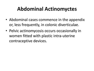 Abdominal Actinomyctes
• Abdominal cases commence in the appendix
or, less frequently, in colonic diverticulae.
• Pelvic actinomycosis occurs occasionally in
women fitted with plastic intra-uterine
contraceptive devices.
 