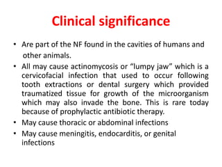 Clinical significance
• Are part of the NF found in the cavities of humans and
other animals.
• All may cause actinomycosis or “lumpy jaw” which is a
cervicofacial infection that used to occur following
tooth extractions or dental surgery which provided
traumatized tissue for growth of the microorganism
which may also invade the bone. This is rare today
because of prophylactic antibiotic therapy.
• May cause thoracic or abdominal infections
• May cause meningitis, endocarditis, or genital
infections
 