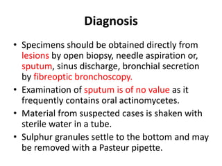 Diagnosis
• Specimens should be obtained directly from
lesions by open biopsy, needle aspiration or,
sputum, sinus discharge, bronchial secretion
by fibreoptic bronchoscopy.
• Examination of sputum is of no value as it
frequently contains oral actinomycetes.
• Material from suspected cases is shaken with
sterile water in a tube.
• Sulphur granules settle to the bottom and may
be removed with a Pasteur pipette.
 