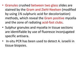 • Granules crushed between two glass slides are
stained by the Gram and Ziehl-Neelsen (modified
by using 1% sulphuric acid for decolorization)
methods, which reveal the Gram positive mycelia
and the zone of radiating acid-fast clubs.
• Sulphur granules and mycelia in tissue sections
are identifiable by use of fluoresce inconjugated
specific antisera.
• In-situ PCR has been used to detect A. israelii in
tissue biopsies.
 