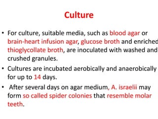 Culture
• For culture, suitable media, such as blood agar or
brain-heart infusion agar, glucose broth and enriched
thioglycollate broth, are inoculated with washed and
crushed granules.
• Cultures are incubated aerobically and anaerobically
for up to 14 days.
• After several days on agar medium, A. israelii may
form so called spider colonies that resemble molar
teeth.
 