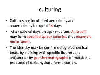 culturing
• Cultures are incubated aerobically and
anaerobically for up to 14 days.
• After several days on agar medium, A. israelii
may form socalled spider colonies that resemble
molar teeth.
• The identity may be confirmed by biochemical
tests, by staining with specific fluorescent
antisera or by gas chromatography of metabolic
products of carbohydrate fermentation.
 