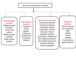 Strains of actinomycetes isolated
Morphological
methods:
(a)Macroscopic
methods
•Cover slip
culture
(b)Microscopic
methods
•Slide culture
method
Physiological
methods:
• Range of
pH for
growth
• Optimum
temperature
for growth
•Salinity
Biochemical methods:
•Catalase production
•Urease production
•Hydrogen sulfide
production •Nitrate
reduction •Starch
hydrolysis •Gelatin
liquefaction •Methyl red
test •Vogues-proskauer
test •Indole production
•Citrate utilization
•Casein hydrolysis
Molecular
methods:
•RFLP using any
one of genomic
DNA
•RAPD
•PFGE
•ARDRA
•Use of genus
specific primers
 