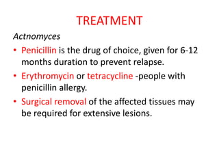 Actinomycetes PPTX actinomycetes-pptx