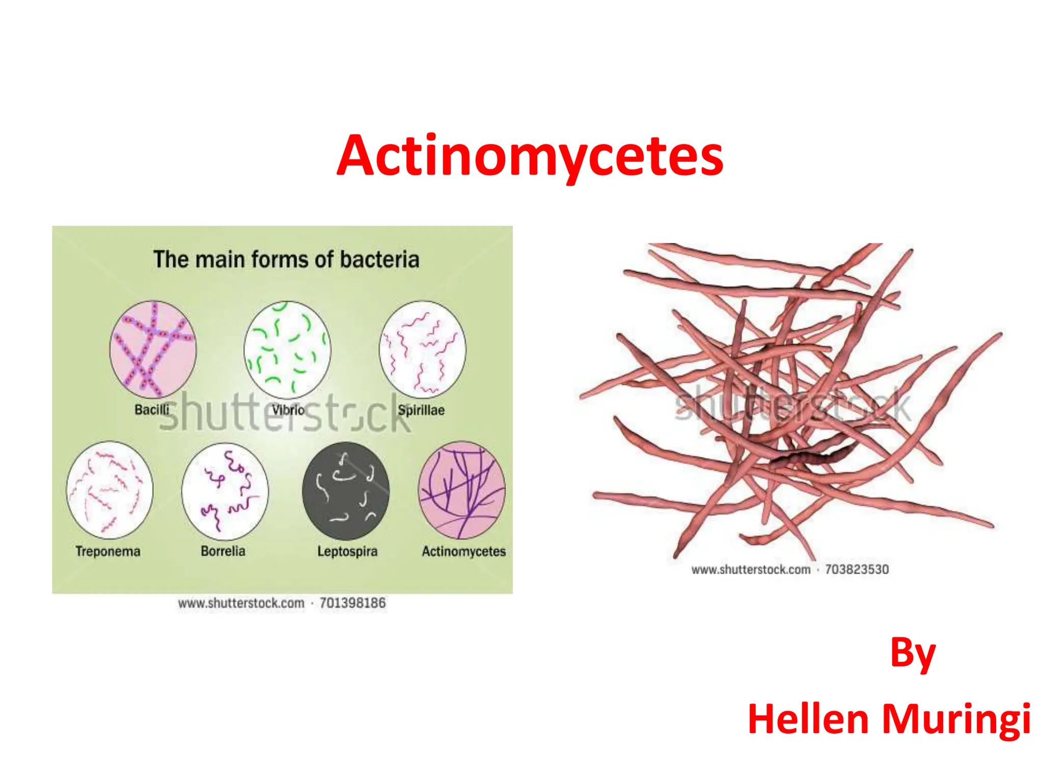 Actinomycetes
By
Hellen Muringi
 
