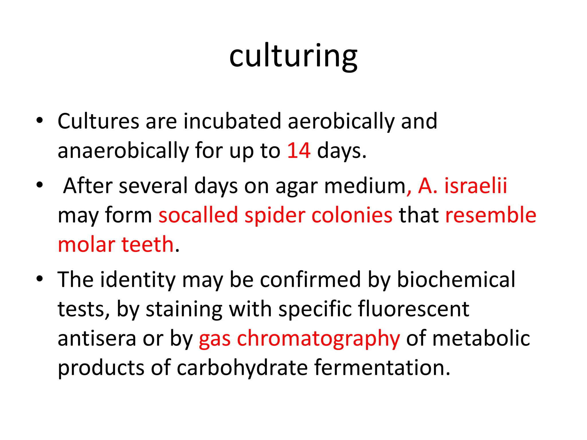 culturing
• Cultures are incubated aerobically and
anaerobically for up to 14 days.
• After several days on agar medium, A. israelii
may form socalled spider colonies that resemble
molar teeth.
• The identity may be confirmed by biochemical
tests, by staining with specific fluorescent
antisera or by gas chromatography of metabolic
products of carbohydrate fermentation.
 