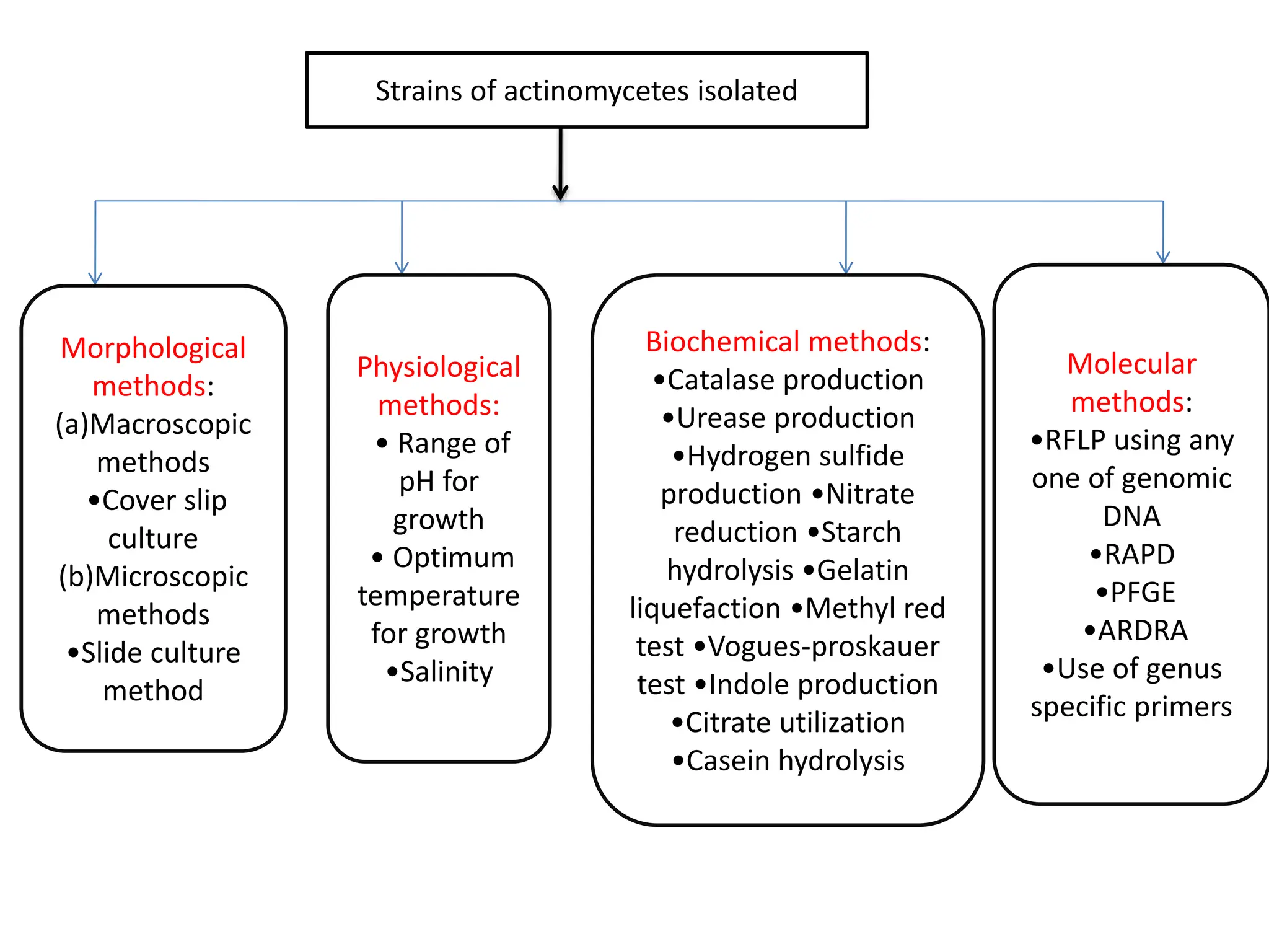 Strains of actinomycetes isolated
Morphological
methods:
(a)Macroscopic
methods
•Cover slip
culture
(b)Microscopic
methods
•Slide culture
method
Physiological
methods:
• Range of
pH for
growth
• Optimum
temperature
for growth
•Salinity
Biochemical methods:
•Catalase production
•Urease production
•Hydrogen sulfide
production •Nitrate
reduction •Starch
hydrolysis •Gelatin
liquefaction •Methyl red
test •Vogues-proskauer
test •Indole production
•Citrate utilization
•Casein hydrolysis
Molecular
methods:
•RFLP using any
one of genomic
DNA
•RAPD
•PFGE
•ARDRA
•Use of genus
specific primers
 