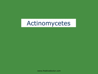 Actinomycetes www.freelivedoctor.com 