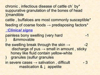 *chronic , infectious disease of cattle ch` by
suppurative granulation of the bones of head
(mandible(
*cattle , buffaloes are most commonly susceptible
*feeding of coarse foods → predisposing factors
Clinical signs:
1-painless bony swelling (very hard
&immovable(
2-the swelling break through the skin →
discharge of pus → small in amount , sticky
honey like fluid contain yellow-white
granules (sulfur granules(
3-in severe cases → salivation , difficult
mastication & ↓ appetite
 