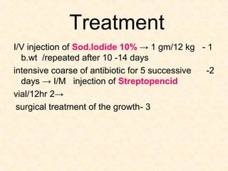 Treatment
1-I/V injection of Sod.Iodide 10% → 1 gm/12 kg
b.wt /repeated after 10 -14 days
2-intensive coarse of antibiotic for 5 successive
days → I/M injection of Streptopencid
→2vial/12hr
3-surgical treatment of the growth
 