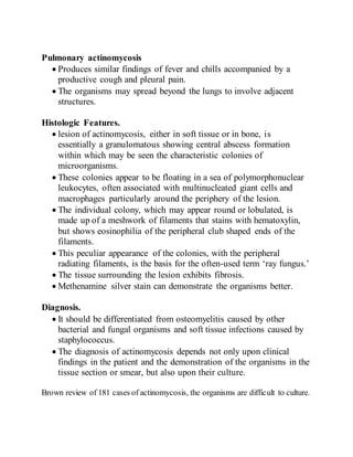 Pulmonary actinomycosis
 Produces similar findings of fever and chills accompanied by a
productive cough and pleural pain.
 The organisms may spread beyond the lungs to involve adjacent
structures.
Histologic Features.
 lesion of actinomycosis, either in soft tissue or in bone, is
essentially a granulomatous showing central abscess formation
within which may be seen the characteristic colonies of
microorganisms.
 These colonies appear to be floating in a sea of polymorphonuclear
leukocytes, often associated with multinucleated giant cells and
macrophages particularly around the periphery of the lesion.
 The individual colony, which may appear round or lobulated, is
made up of a meshwork of filaments that stains with hematoxylin,
but shows eosinophilia of the peripheral club shaped ends of the
filaments.
 This peculiar appearance of the colonies, with the peripheral
radiating filaments, is the basis for the often-used term ‘ray fungus.’
 The tissue surrounding the lesion exhibits fibrosis.
 Methenamine silver stain can demonstrate the organisms better.
Diagnosis.
 It should be differentiated from osteomyelitis caused by other
bacterial and fungal organisms and soft tissue infections caused by
staphylococcus.
 The diagnosis of actinomycosis depends not only upon clinical
findings in the patient and the demonstration of the organisms in the
tissue section or smear, but also upon their culture.
Brown review of 181 cases of actinomycosis, the organisms are difficult to culture.
 