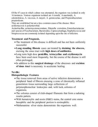Of the 67 cases in which culture was attempted, the organism was isolated in only
16 instances. Various organisms isolated are A israelii, A.naeslundii, A.
odontolyticus, A. viscosus, A. meyeri, A. gerencseriae, and Propionibacterium
propionicum.
They are established but are a less common cause of the disease. Most
actinomycosis is polymicrobial.
Actinobacillus actinomycetemcomitans, Eikenella corrodens, Enterobacteriaceae
and species of Fusobacterium, Bacteroides, Capnocytophaga, Staphylococcus and
Streptococcus are commonly isolated depending upon the site of infection.
Treatment and Prognosis.
 The treatment of this disease is difficult and has not been uniformly
successful.
 Long standing fibrosis cases are treated by draining the abscess,
excising the sinus tract with high doses of antibiotics.
 Long term high dose penicillin, tetracycline and erythromycin
have been used most frequently, but the course of the disease is still
often prolonged,
 In addition to this surgical drainage of the abscesses and excision
of sinus tract is necessary to accelerate healing
Neville:
Histopathologic Features
 The tissue removed from areas of active infection demonstrates a
peripheral band of fibrosis encasing a zone of chronically inflamed
granulation tissue surrounding large collections of
polymorphonuclear leukocytes and, with luck, colonies of
organisms.
 The colonies consist of club-shaped filaments that form a radiating
rosette pattern.
 With hematoxylin and eosin (H&E) stains, the central core stains
basophilic and the peripheral portion is eosinophilic.
 Methenamine silver stains demonstrate the organisms well.
 