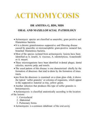 DR AMITHA G, BDS, MDS
ORAL AND MAXILLOFACIAL PATHOLOGY
 Actinomyces species are classified as anaerobic, gram positive and
filamentous bacteria.
 It is a chronic granulomatous suppurative and fibrosing disease
caused by anaerobic or microaerophilic gram-positive nonacid fast,
branched filamentous bacteria.
 Most of the species isolated from actinomycotic lesions have been
identified as A. israelii, A. viscosus, A. odontolyticus, A.naeslundii
or A. meyeri.
 These microorganisms have been identified in dental plaque, dental
calculus, necrotic pulp, and tonsils.
 The usual pattern of this disease is one characterized chiefly by the
formation of abscesses that tend to drain by the formation of sinus
tracts.
 pus from the abscesses is examined on a clean glass slide, it shows
the typical ‘sulfur granules’ or colonies of organisms, which appear
in the suppurative material as tiny, yellow grains.
 Another infection that produces this type of sulfur granules is
botryomycosis.
 Actinomycosis is classified anatomically according to the location
of the lesions:
1. Cervicofacial
2. Abdominal
3. Pulmonary forms.
 Actinomycete is a common inhabitant of the oral cavity
 