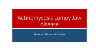 Actinomycosis Lumpy Jaw
disease
Gross and Microscopic Lesions
 