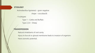 ACTINOMYCOSIS hiteshlkojhgtt by Hitesh.pptx