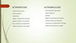 ACTINOMYCOSIS hiteshlkojhgtt by Hitesh.pptx