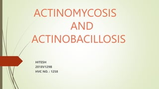ACTINOMYCOSIS
AND
ACTINOBACILLOSIS
HITESH
2018V129B
HVC NO. : 1258
 