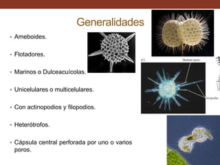 Generalidades
• Ameboides.


• Flotadores.


• Marinos o Dulceacuícolas.


• Unicelulares o multicelulares.


• Con actinopodios y filopodios.


• Heterótrofos.


• Cápsula central perforada por uno o varios
 poros.
 