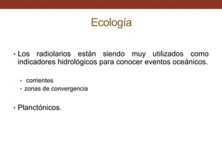 Ecología

• Los  radiolarios están siendo muy utilizados como
 indicadores hidrológicos para conocer eventos oceánicos.

  • corrientes
  • zonas de convergencia


• Planctónicos.
 
