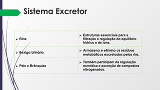Sistema Excretor
⮚ Rins
⮚ Estruturas essenciais para a
filtração e regulação do equilíbrio
hídrico e de íons.
⮚ Bexiga Urinária
⮚ Armazena e elimina os resíduos
metabólicos excretados pelos rins.
⮚ Pele e Brânquias
⮚ Também participam da regulação
osmótica e excreção de compostos
nitrogenados.
 