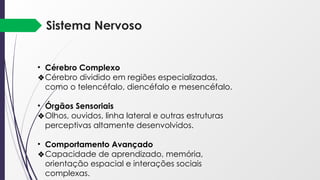 Sistema Nervoso
• Cérebro Complexo
❖Cérebro dividido em regiões especializadas,
como o telencéfalo, diencéfalo e mesencéfalo.
• Órgãos Sensoriais
❖Olhos, ouvidos, linha lateral e outras estruturas
perceptivas altamente desenvolvidos.
• Comportamento Avançado
❖Capacidade de aprendizado, memória,
orientação espacial e interações sociais
complexas.
 