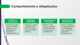 Comportamento e Adaptações
Natação e
Locomoção
•Movimentação
ágil e eficiente
graças a suas
barbatanas
flexíveis e
hidrodinâmicas.
Estratégias
Alimentares
•Variadas, desde
a filtração de
plâncton até a
caça de presas
maiores.
Comunicação e
Interações
•Utilizam sinais
visuais, químicos
e elétricos para
se comunicar e
se defender.
Reprodução e
Ciclo de Vida
•Incluem desde a
oviparidade até
a viviparidade,
com cuidados
parentais
diversificados.
 