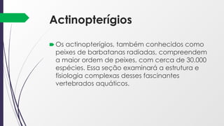 Actinopterígios
🠶 Os actinopterígios, também conhecidos como
peixes de barbatanas radiadas, compreendem
a maior ordem de peixes, com cerca de 30.000
espécies. Essa seção examinará a estrutura e
fisiologia complexas desses fascinantes
vertebrados aquáticos.
 