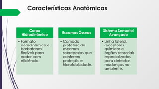 Características Anatômicas
Corpo
Hidrodinâmico
• Formato
aerodinâmico e
barbatanas
flexíveis para
nadar com
eficiência.
Escamas Ósseas
• Camada
protetora de
escamas
sobrepostas que
conferem
proteção e
hidrofobicidade.
Sistema Sensorial
Avançado
• Linha lateral,
receptores
químicos e
órgãos sensoriais
especializados
para detectar
mudanças no
ambiente.
 