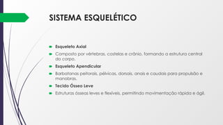 SISTEMA ESQUELÉTICO
🠶 Esqueleto Axial
🠶 Composto por vértebras, costelas e crânio, formando a estrutura central
do corpo.
🠶 Esqueleto Apendicular
🠶 Barbatanas peitorais, pélvicas, dorsais, anais e caudais para propulsão e
manobras.
🠶 Tecido Ósseo Leve
🠶 Estruturas ósseas leves e flexíveis, permitindo movimentação rápida e ágil.
 