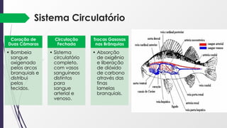 Sistema Circulatório
Coração de
Duas Câmaras
• Bombeia
sangue
oxigenado
pelos arcos
branquiais e
distribui
pelos
tecidos.
Circulação
Fechada
• Sistema
circulatório
completo,
com vasos
sanguíneos
distintos
para
sangue
arterial e
venoso.
Trocas Gasosas
nas Brânquias
• Absorção
de oxigênio
e liberação
de dióxido
de carbono
através das
finas
lamelas
branquiais.
 