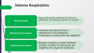 • Água entra pelas narinas e flui sobre as
brânquias, em direção oposta ao sangue.
Fluxo Cruzado
•Lamelas branquiais finas e
altamente vascularizadas
maximizam a absorção de oxigênio.
Eficiente Troca Gasosa
•Bexiga natatória e pele também
podem auxiliar na absorção de
oxigênio em algumas espécies.
Respiração Acessória
Sistema Respiratório
 