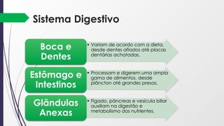 Sistema Digestivo
• Variam de acordo com a dieta,
desde dentes afiados até placas
dentárias achatadas.
Boca e
Dentes
• Processam e digerem uma ampla
gama de alimentos, desde
plâncton até grandes presas.
Estômago e
Intestinos
• Fígado, pâncreas e vesícula biliar
auxiliam na digestão e
metabolismo dos nutrientes.
Glândulas
Anexas
 