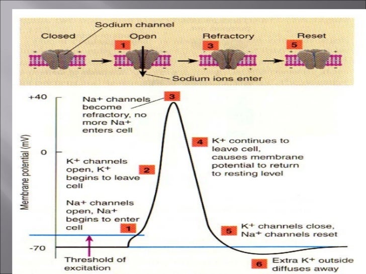 Resting membrane potential by DR. IRUM