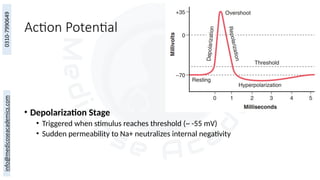 Action Potential
• Depolarization Stage
• Triggered when stimulus reaches threshold (~ -55 mV)
• Sudden permeability to Na+ neutralizes internal negativity
 