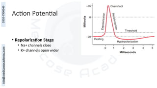 Action Potential
• Repolarization Stage
• Na+ channels close
• K+ channels open wider
 