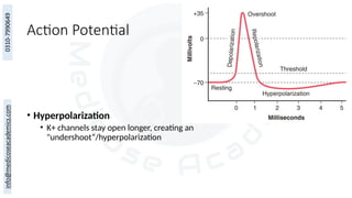 Action Potential
• Hyperpolarization
• K+ channels stay open longer, creating an
"undershoot“/hyperpolarization
 