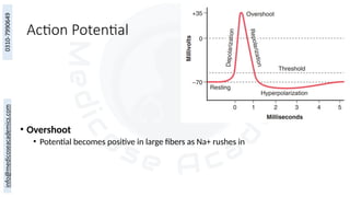 Action Potential
• Overshoot
• Potential becomes positive in large fibers as Na+ rushes in
 