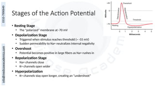Stages of the Action Potential
• Resting Stage
• The "polarized" membrane at -70 mV
• Depolarization Stage
• Triggered when stimulus reaches threshold (~ -55 mV)
• Sudden permeability to Na+ neutralizes internal negativity
• Overshoot
• Potential becomes positive in large fibers as Na+ rushes in
• Repolarization Stage
• Na+ channels close
• K+ channels open wider
• Hyperpolarization
• K+ channels stay open longer, creating an "undershoot"
 