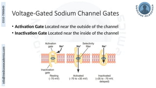 Voltage-Gated Sodium Channel Gates
• Activation Gate Located near the outside of the channel
• Inactivation Gate Located near the inside of the channel
 