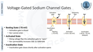 Voltage-Gated Sodium Channel Gates
• Resting State (-70 mV)
• Activation gate is closed
• Na+ cannot enter
• Activated State
• Rising voltage flips the activation gate to "open"
• Na+ permeability increases 500- to 5000-fold
• Inactivation State
• Inactivation gate closes shortly after activation opens
 