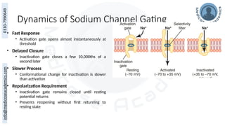 Dynamics of Sodium Channel Gating
• Fast Response
• Activation gate opens almost instantaneously at
threshold
• Delayed Closure
• Inactivation gate closes a few 10,000ths of a
second later
• Slower Process
• Conformational change for inactivation is slower
than activation
• Repolarization Requirement
• Inactivation gate remains closed until resting
potential returns
• Prevents reopening without first returning to
resting state
 