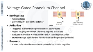 Voltage-Gated Potassium Channel
• Resting State
• Gate is closed
• preventing K+ exit to the exterior
• Activation
• Triggered as membrane potential rises toward zero
• Opens roughly when Na+ channels begin to inactivate
• Reduced Na+ entry + increased K+ exit = rapid repolarization
• Duration Stays open for the full duration of the positive potential
• Recovery
• Closes only after the membrane potential returns to negative
 