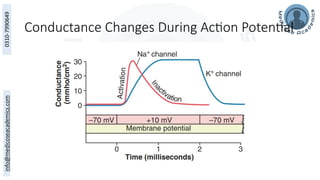 Conductance Changes During Action Potential
 