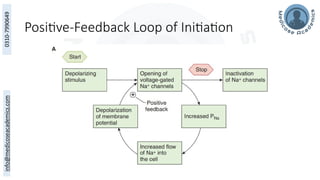 Positive-Feedback Loop of Initiation
 