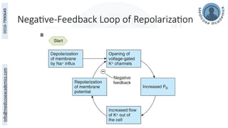 Negative-Feedback Loop of Repolarization
 