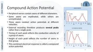 23
Compound Action Potential
• Peripheral nerves contain axons of different diameters.
• Some axons are myelinated, while others are
unmyelinated.
• These axons conduct action potentials at different
velocities.
• External recording therefore produces several peaks
rather than a single peak.
• Timing of each peak reflects the conduction velocity of
a group of axons.
• Height of each peak reflects the number of axons in
that group.
• This combined electrical response is called a compound
action potential.
 