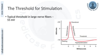 The Threshold for Stimulation
• Typical threshold in large nerve fibers –
55 mV
 