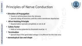 Principles of Nerve Conduction
• Direction of Propagation
• Travels in all directions from the stimulus
• Spreads along all branches until the entire membrane depolarizes
• All-or-Nothing Principle
• Depolarization spreads completely or not at all
• Safety Factor
• Ratio of action potential to threshold must be >1
• Termination
• Spread stops if the generated voltage is insufficient for the next area
• stereotypical size and shape
 