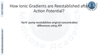 How Ionic Gradients are Reestablished after
Action Potential?
Na+
K+
pump reestablishes original concentration
differences using ATP
 